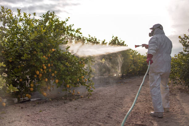 Best Exterminator Services  in Amboy, WA