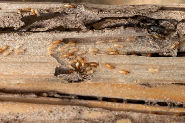 Best Best Pest Control Companies  in Amboy, WA